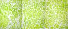drawing&nbsp;&nbsp;acrylicpainting on paper w.324×h.153×d.0.1(cm) 2008